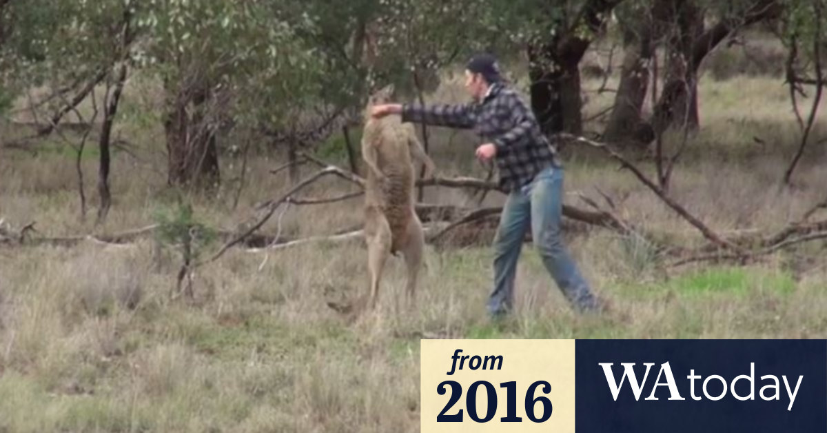 Heartfelt story behind 'kangaroo punching' video revealed